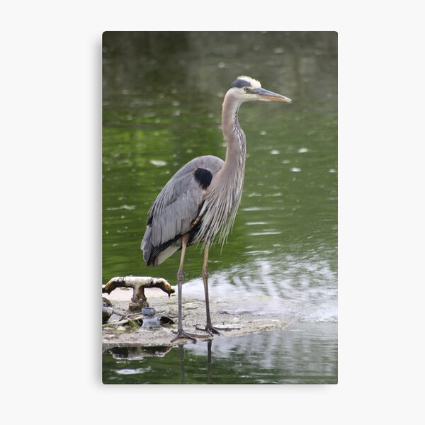 The Blue Haron Metal Print