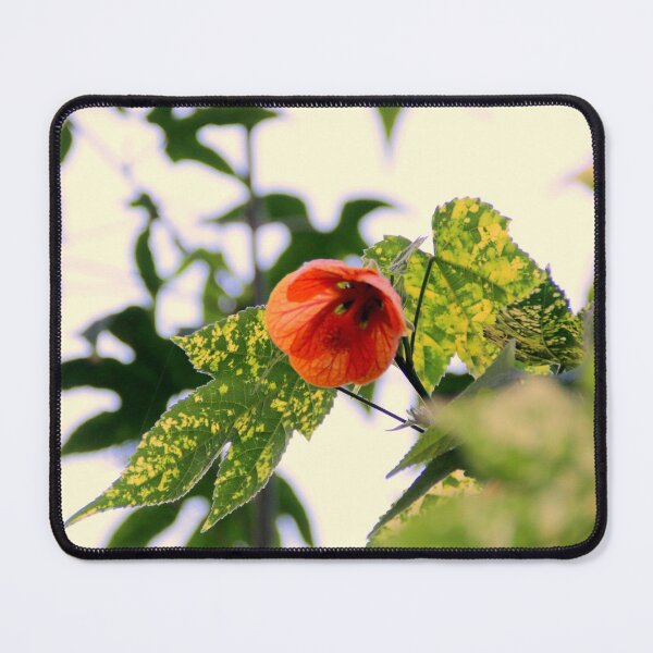 Item preview, A Beaut Of An Abutilon designed and sold by Michael May.