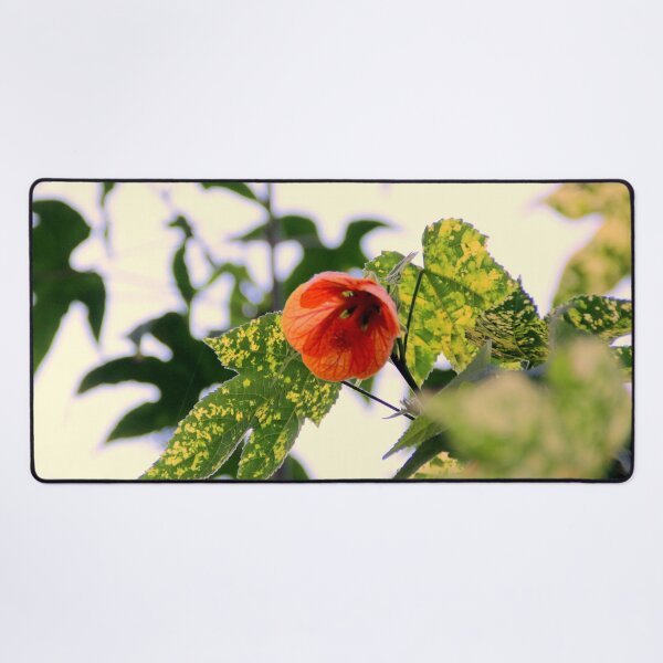 Item preview, A Beaut Of An Abutilon designed and sold by Michael May.
