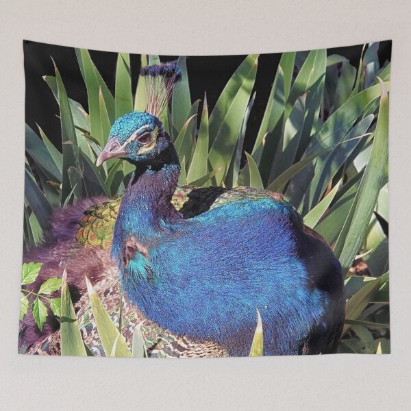 Item preview, The Peacock designed and sold by Brian Kerls Photography.