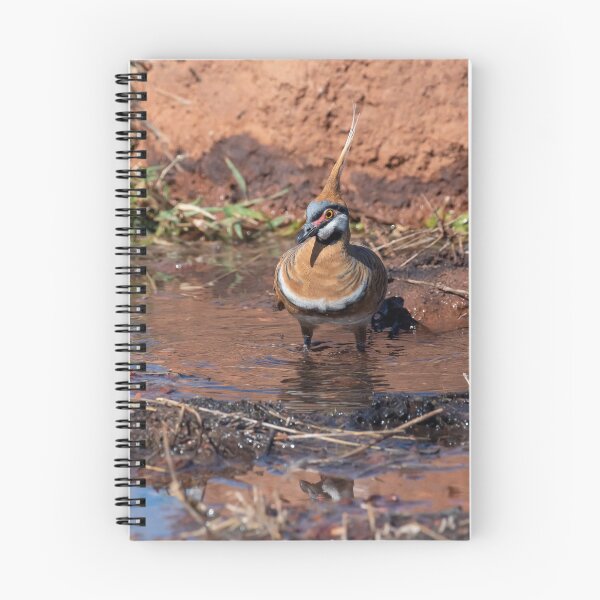 Item preview, spinifex pigeon in Northern Territory designed and sold by Ozjanette90.