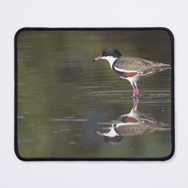 Item preview, Red-kneed dotterel at Bowra Sanctuary, Cunnamulla designed and sold by Ozjanette90.