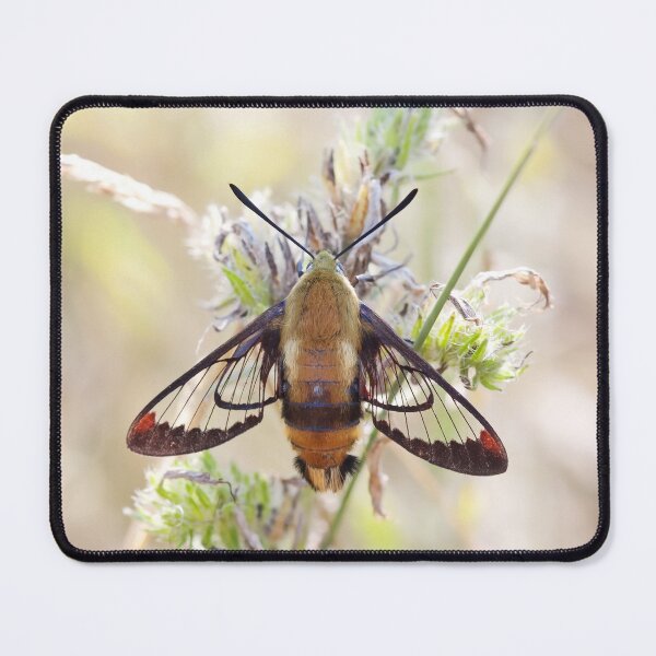 Item preview, Hummingbird Clearwing Moth designed and sold by James Cumming.