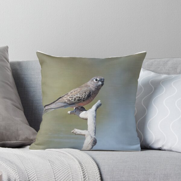 Item preview, Bourke's parrot at Bowra, Cunnamulla designed and sold by Ozjanette90.