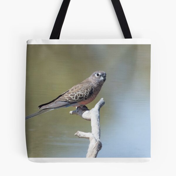 Item preview, Bourke's parrot at Bowra, Cunnamulla designed and sold by Ozjanette90.