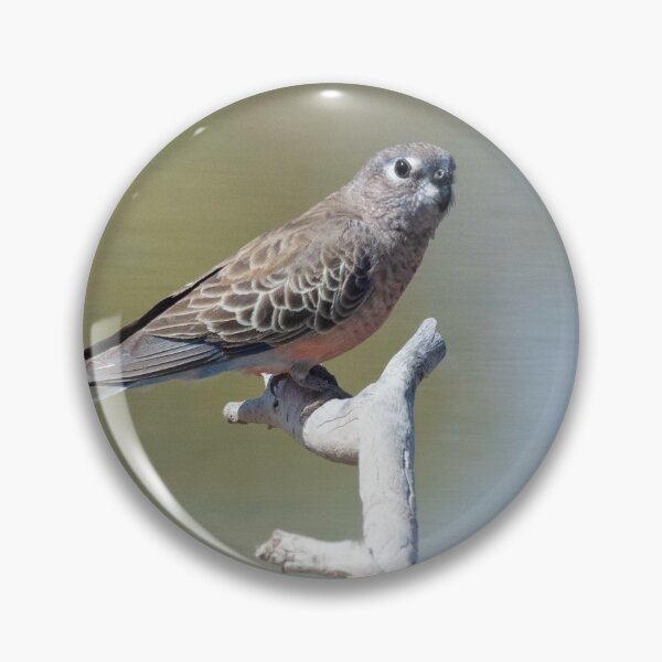 Item preview, Bourke's parrot at Bowra, Cunnamulla designed and sold by Ozjanette90.