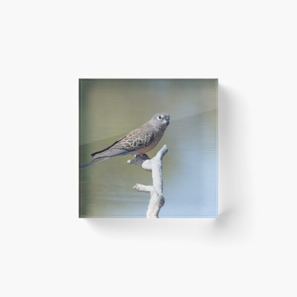 Item preview, Bourke's parrot at Bowra, Cunnamulla designed and sold by Ozjanette90.