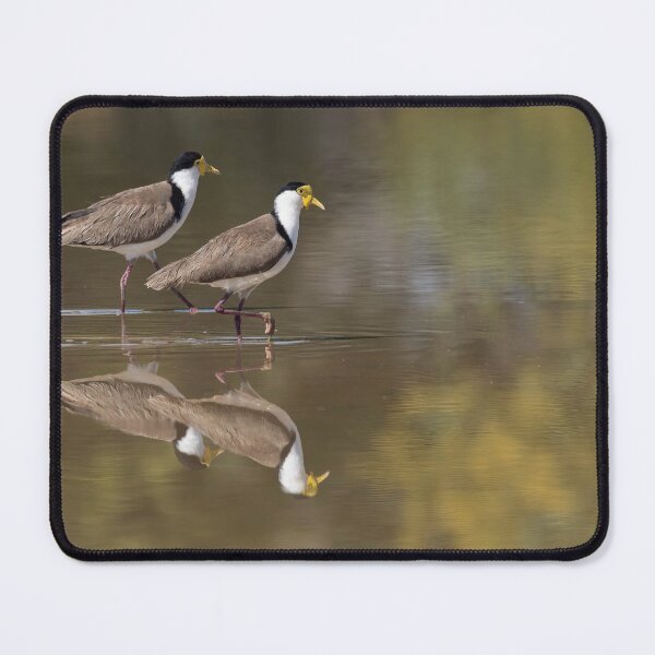 Item preview, Masked lapwings reflections designed and sold by Ozjanette90.