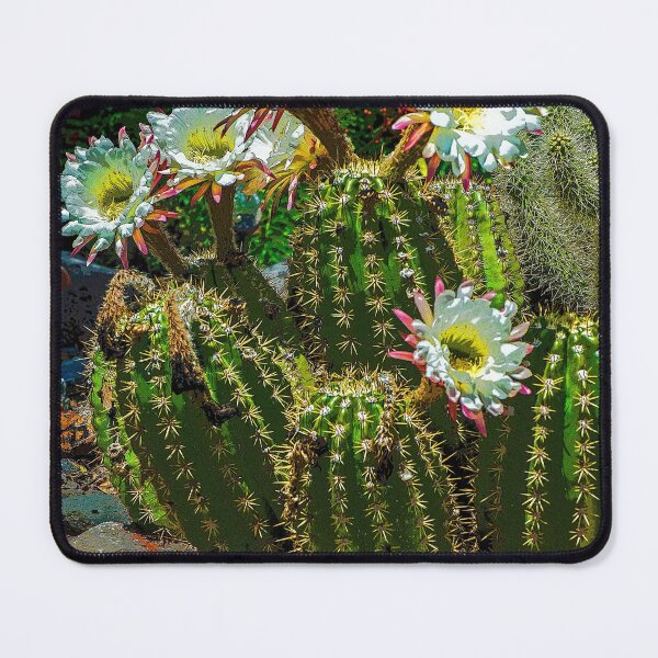 Item preview, Mini Barrel Cactus Blossoms, Las Cruces, NM designed and sold by William E Lopez.