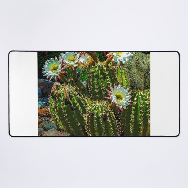 Item preview, Mini Barrel Cactus Blossoms, Las Cruces, NM designed and sold by William E Lopez.