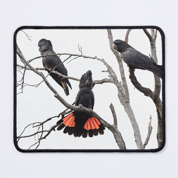 Item preview, Red-Tailed Black Cockatoos designed and sold by Ladyshark.
