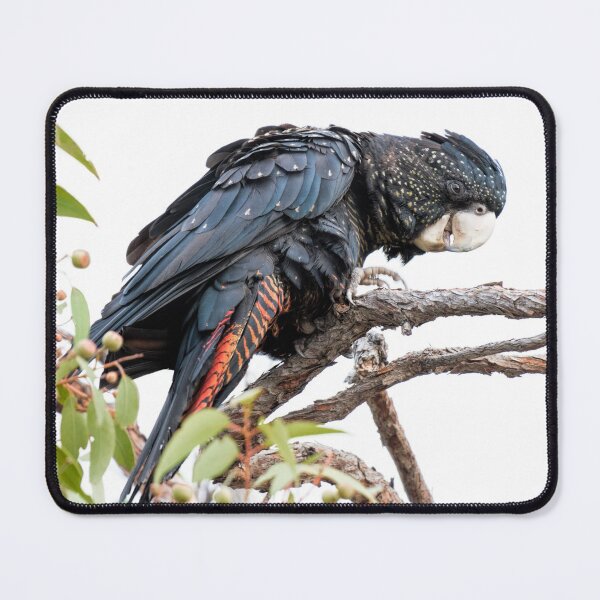 Item preview, Red-Tailed Black Cockatoo designed and sold by Ladyshark.