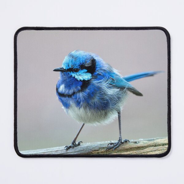 Item preview, Pretty Blue Wren designed and sold by Ladyshark.