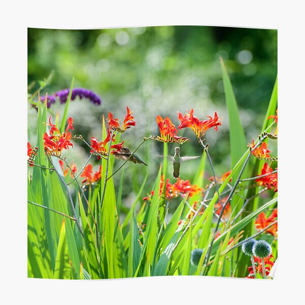 Hummingbirds in Summer Garden Poster