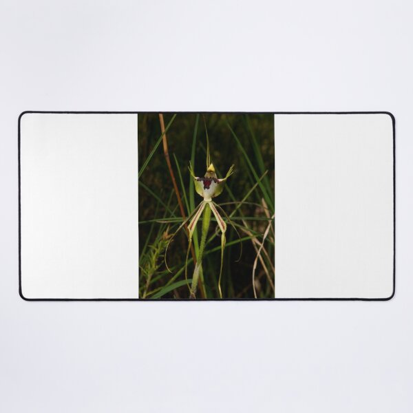 Item preview, Specimen Spider Orchid designed and sold by GP1746.