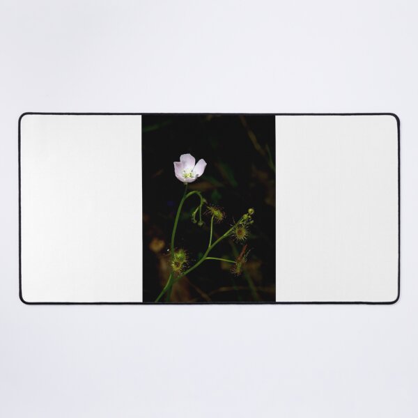 Item preview, Sundew In Flower designed and sold by GP1746.