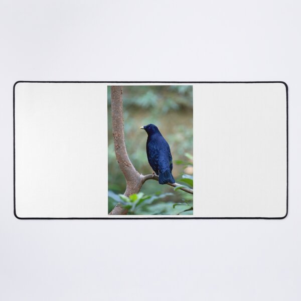 Item preview, Satin Bowerbird designed and sold by GP1746.