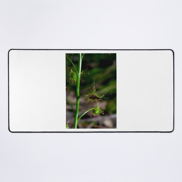 Item preview, Suppertime For Sundew designed and sold by GP1746.