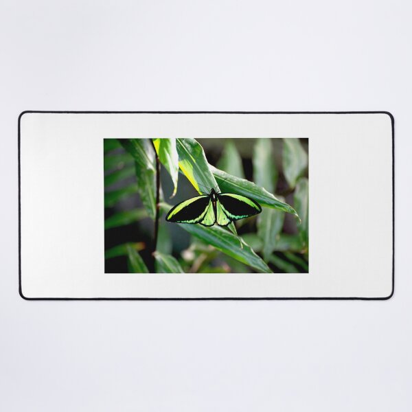 Item preview, Cairns Birdwing designed and sold by GP1746.