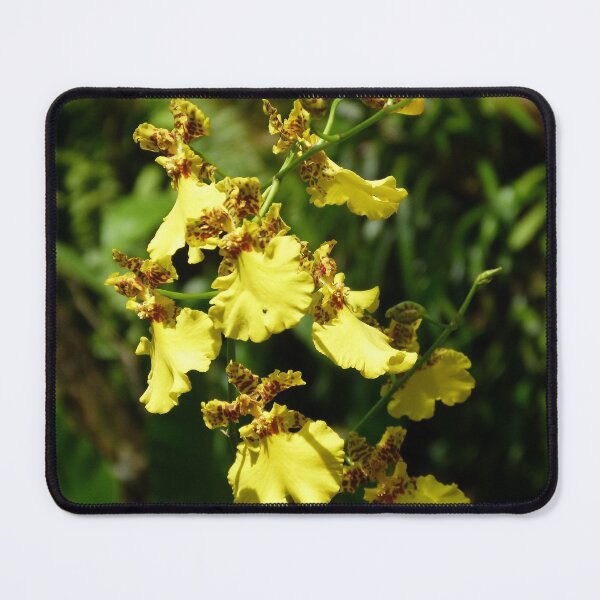Item preview, Orchid Oncidium sphacelatum designed and sold by Trish Meyer.