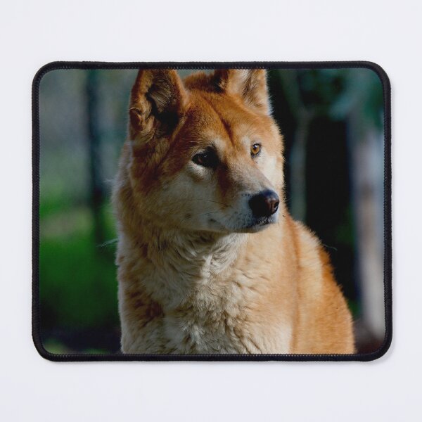 Item preview, Dingo Gaze designed and sold by GP1746.