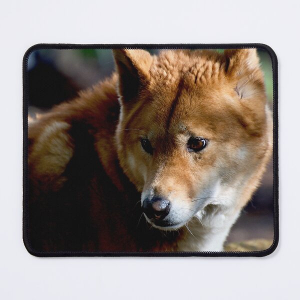 Item preview, Dingo Stare designed and sold by GP1746.