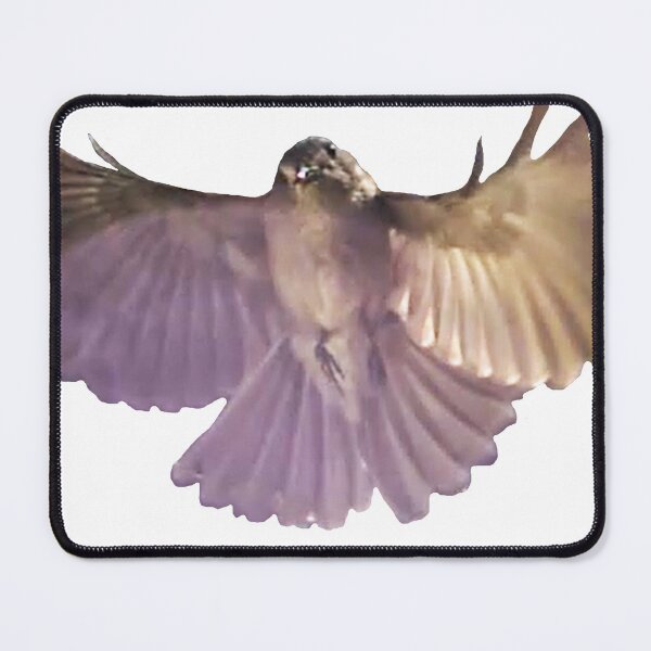 Item preview, Rufous Whistler in flight designed and sold by davidfraser.
