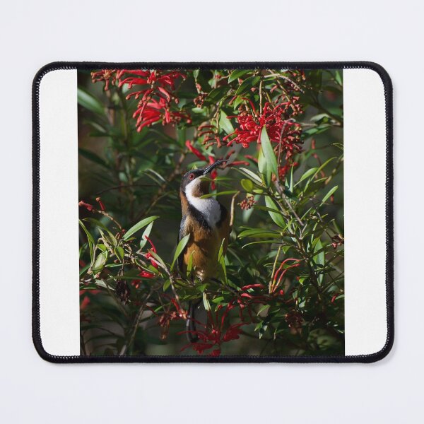 Item preview, Spinebill Delight designed and sold by GP1746.