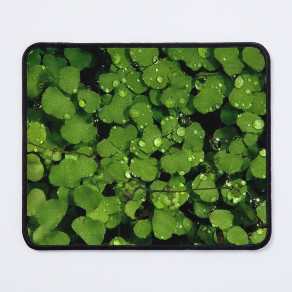 Item preview, Raindrops On Maidenhair designed and sold by GP1746.