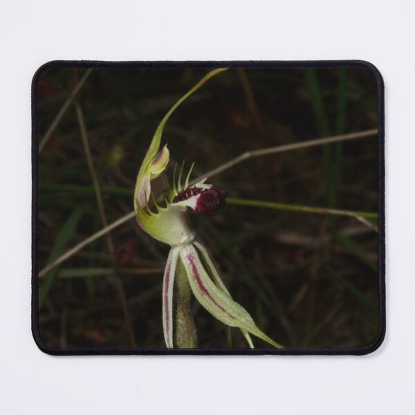 Item preview, Green Comb Flower designed and sold by GP1746.