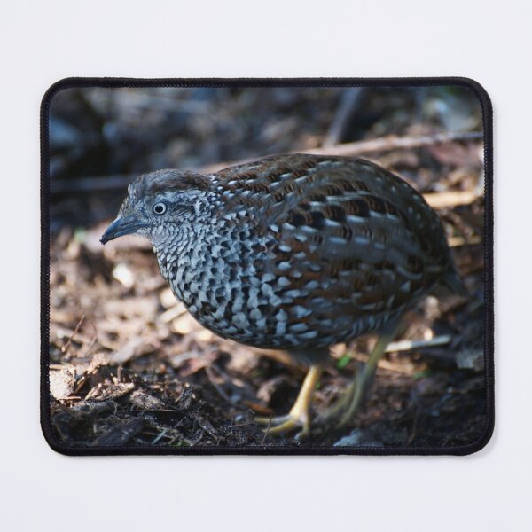 Item preview, Button Quail designed and sold by GP1746.