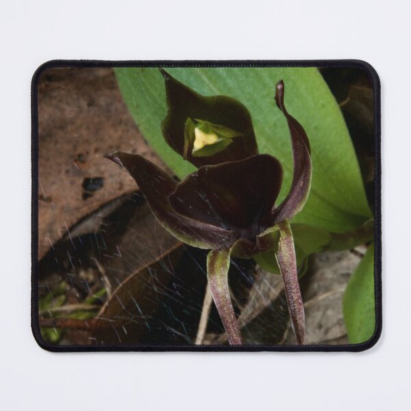 Item preview, Bird In A Web designed and sold by GP1746.