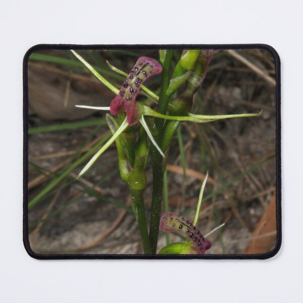 Item preview, Pair Of Tongue Orchids designed and sold by GP1746.