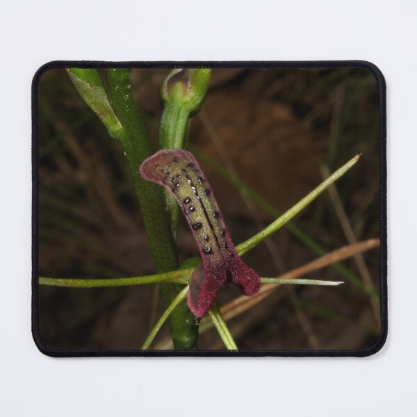 Item preview, Tongue Orchid designed and sold by GP1746.