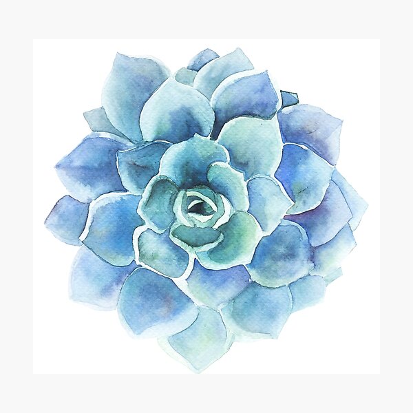 Watercolor blue tones succulent illustration Photographic Print