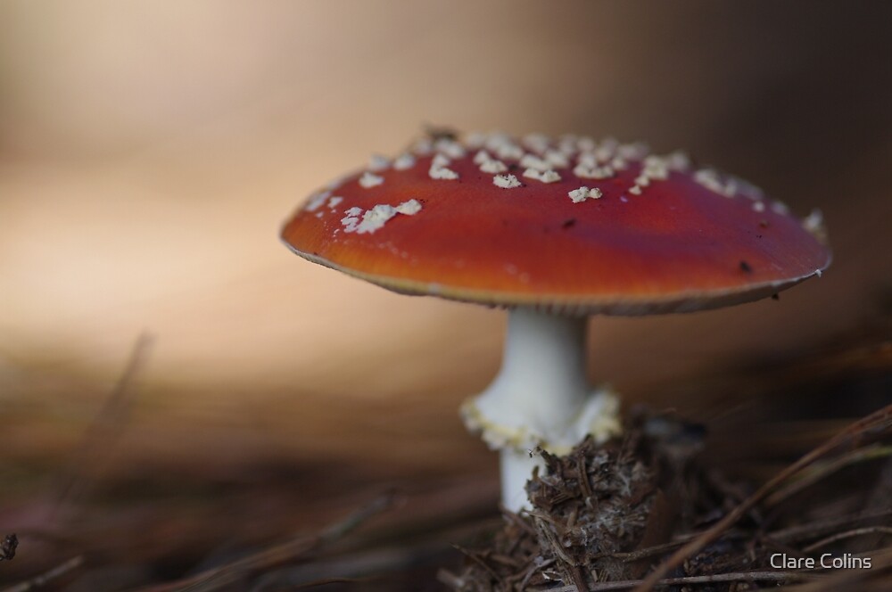 Poems from Under a Toadstool by Alicia Bayer