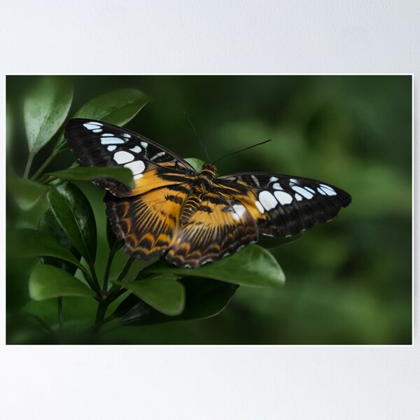 Item preview, Brown Clipper...Parthenos sylvia designed and sold by Poete100.