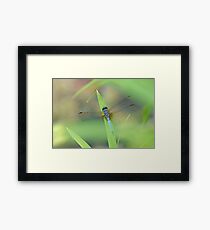 Blue Dasher Framed Print