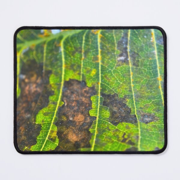 Item preview, Vein Lines on Dying Leaf designed and sold by Sinemathk.
