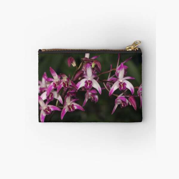 Item preview, Dendrobium Dendrocoryne Hybrid designed and sold by andrachne.