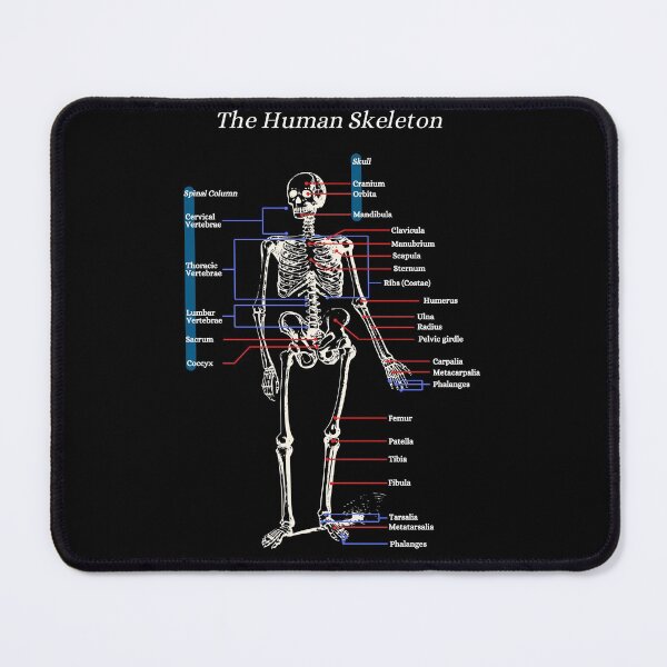 Item preview, The Human Skeleton, anatomy, vintage, 2 designed and sold by DeVeauDesign.