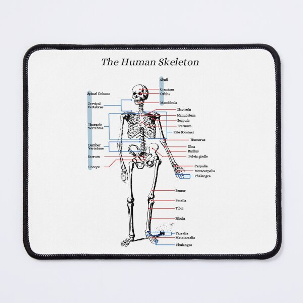 Item preview, The Human Skeleton, anatomy, vintage designed and sold by DeVeauDesign.
