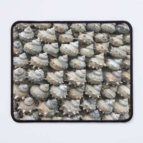 Item preview, Sea shell collection designed and sold by Thilina Kasthuriarachchi.