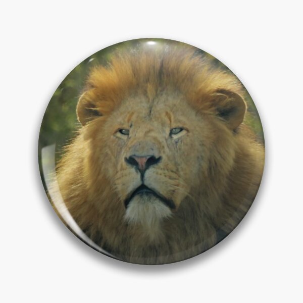 Item preview, Lion sitting up designed and sold by mervynw.