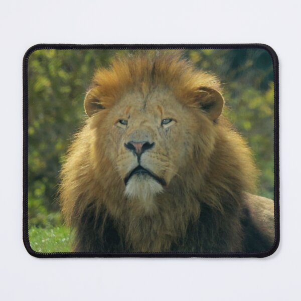 Item preview, Lion sitting up designed and sold by mervynw.
