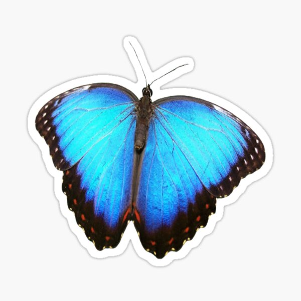 Light Blue Butterfly Sticker For Sale By Shamabo Redbubble 1631