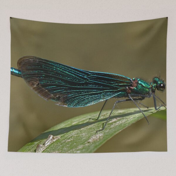 Item preview, Beautiful Demoiselle designed and sold by mervynw.