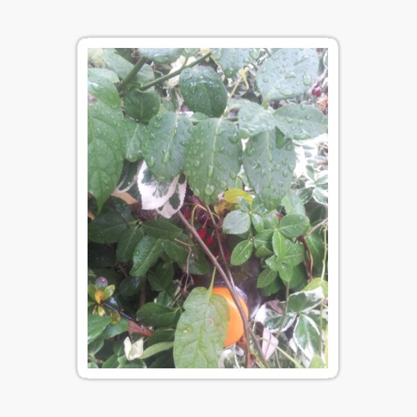 Volksbolts/KABFA Designs, Winter Berries with rain drops In Nuneaton Hedgerow By Miss K L Slomczynski Sticker