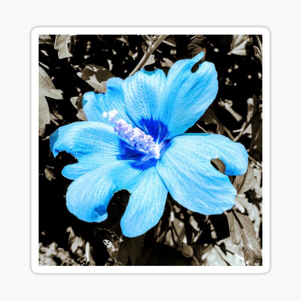 Blue Hibiscus Sticker