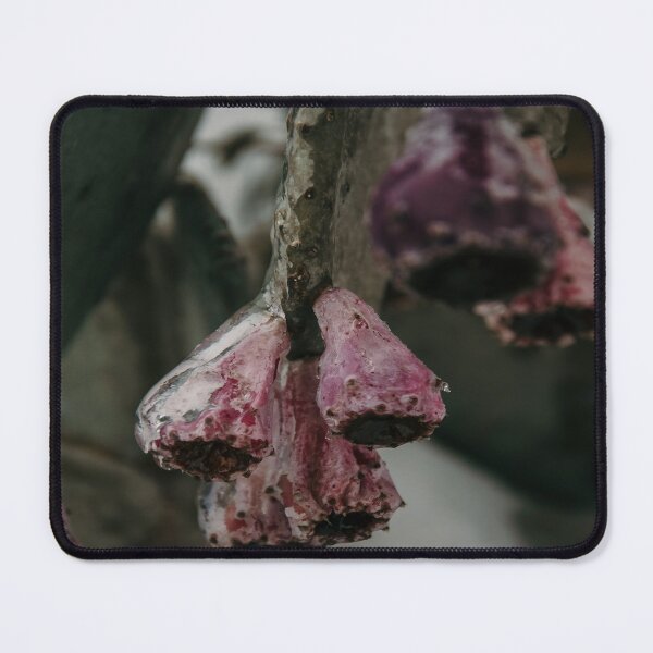 Item preview, Icy Frozen Cactus Spring Blooms designed and sold by JLPhotographer.